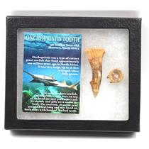 Onchopristis Sawfish Vertebra & Tooth Fossil w/ Display Box #16863 15o