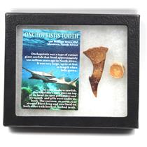 Onchopristis Sawfish Vertebra & Tooth Fossil w/ Display Box #16864 15o