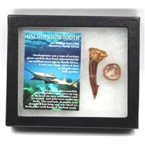 Onchopristis Sawfish Vertebra & Tooth Fossil w/ Display Box #16865 15o