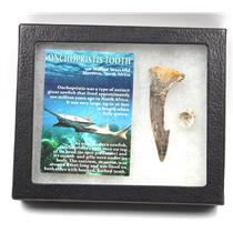 Onchopristis Sawfish Vertebra & Tooth Fossil w/ Display Box #16866 15o