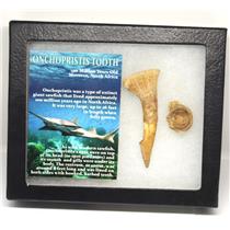 Onchopristis Sawfish Vertebra & Tooth Fossil w/ Display Box #16869 15o
