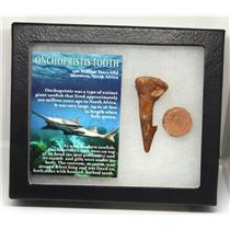 Onchopristis Sawfish Vertebra & Tooth Fossil w/ Display Box #16871 15o