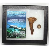 Onchopristis Sawfish Vertebra & Tooth Fossil w/ Display Box #16872 15o