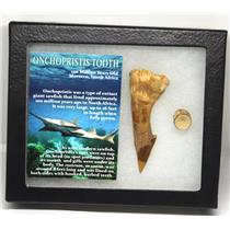 Onchopristis Sawfish Vertebra & Tooth Fossil w/ Display Box #16873 15o