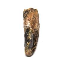 SPINOSAURUS Dinosaur Tooth Fossil 2.170 inch w/ Info Card #16878 5o