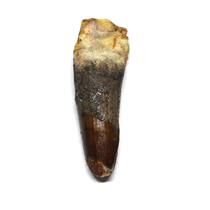 Spinosaurus Dinosaur Tooth Fossil 2.612 inch w/ Info Card 16900