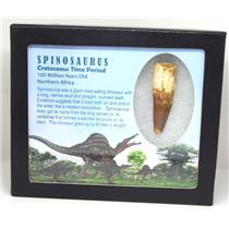 SPINOSAURUS Dinosaur Tooth Fossil 2.158 inch w/ Info Card MDB #16919 15o