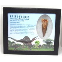 SPINOSAURUS Dinosaur Tooth Fossil 2.096 inch w/ Info Card MDB #16921 15o