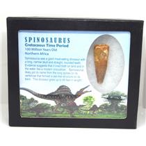 SPINOSAURUS Dinosaur Tooth Fossil 1.924 inch w/ Info Card MDB #16923 15o