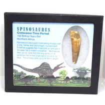 SPINOSAURUS Dinosaur Tooth Fossil 2.180 inch w/ Info Card MDB #16925 15o