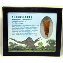 SPINOSAURUS Dinosaur Tooth Fossil 1.819 inch w/ Info Card MDB #16932 15o