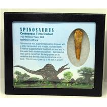 SPINOSAURUS Dinosaur Tooth Fossil 1.981 inch w/ Info Card MDB #16933 15o