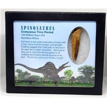 SPINOSAURUS Dinosaur Tooth Fossil 2.080 inch w/ Info Card MDB #16935 15o