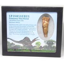 SPINOSAURUS Dinosaur Tooth Fossil 2.161 inch w/ Info Card MDB #16937 15o