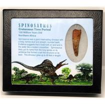 SPINOSAURUS Dinosaur Tooth Fossil 1.684 inch w/ Info Card MDB #16941 15o
