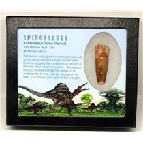 SPINOSAURUS Dinosaur Tooth Fossil 1.951 inch w/ Info Card MDB #16944 15o