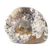 Goniatite Fossil Devonian 380 MYO Morocco #16959 35o