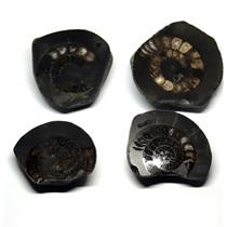 Dactylioceras Ammonite Fossil (Lot of 4) Jurassic 180 MYO England #16969 22o