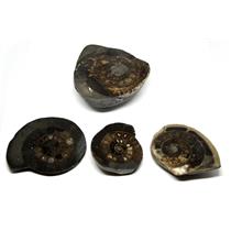 Dactylioceras Ammonite Fossil (Lot of 4) Jurassic 180 MYO England #16970 26o
