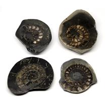 Dactylioceras Ammonite Fossil (Lot of 4) Jurassic 180 MYO England #16972 20o