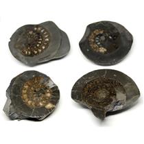 Dactylioceras Ammonite Fossil (Lot of 4) Jurassic 180 MYO England #16973 23o