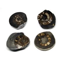 Dactylioceras Ammonite Fossil (Lot of 4) Jurassic 180 MYO England #16974 18o
