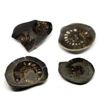 Dactylioceras Ammonite Fossil (Lot of 4) Jurassic 180 MYO England #16976 21o
