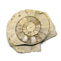 Limestone Ammonite Fossil Jurassic 170 MYO Great Britain #16984 8o
