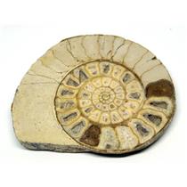 Limestone Ammonite Fossil Jurassic 170 MYO Great Britain #16986 11o