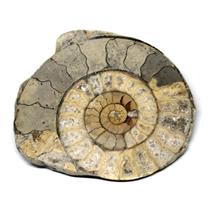 Limestone Ammonite Fossil Jurassic 170 MYO Great Britain #16987 7o
