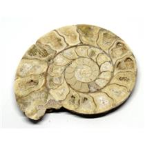 Limestone Ammonite Fossil Jurassic 170 MYO Great Britain #16988 7o