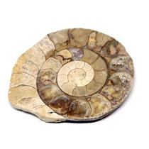 Limestone Ammonite Fossil Jurassic 170 MYO Great Britain #16989 7o