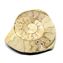 Limestone Ammonite Fossil Jurassic 170 MYO Great Britain #16992 14o