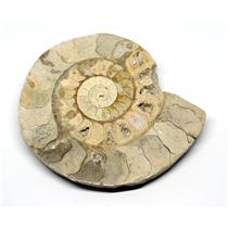 Limestone Ammonite Fossil Jurassic 170 MYO Great Britain #16993 12o