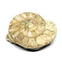 Limestone Ammonite Fossil Jurassic 170 MYO Great Britain #16994 17o