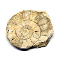 Limestone Ammonite Fossil Jurassic 170 MYO Great Britain #16996 12o