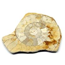 Limestone Ammonite Fossil Jurassic 170 MYO Great Britain #16998 6o