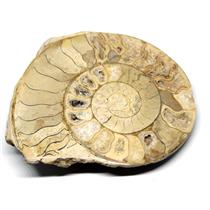 Limestone Ammonite Fossil Jurassic 170 MYO Great Britain #16999 16o