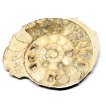 Limestone Ammonite Fossil Jurassic 170 MYO Great Britain #17000 13o