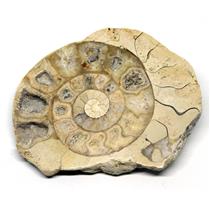 Limestone Ammonite Fossil Jurassic 170 MYO Great Britain #17002 7o