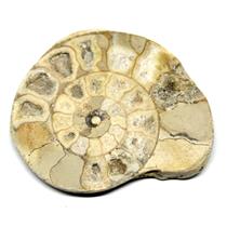 Limestone Ammonite Fossil Jurassic 170 MYO Great Britain #17003 7o