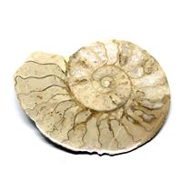 Limestone Ammonite Fossil Jurassic 170 MYO Great Britain #17004 7o