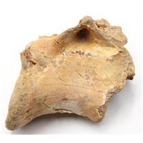 CARCHARODONTOSAURUS Dinosaur VERTEBRA African T-Rex Fossil #17007 23o