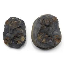 Hoekaspis Yahuari Trilobite Fossil 465 MYO Bolivia #17009 56o
