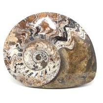 Goniatite Ammonite Fossil Devonian 390 MYO Morocco #17013 149o