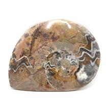 Goniatite Ammonite Fossil Devonian 390 MYO Morocco #17014 87o