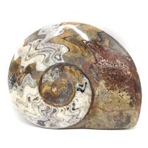 Goniatite Ammonite Fossil Devonian 390 MYO Morocco #17015 86o