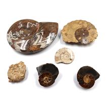 Ammonite, Nautilus & Goniatite Fossil Lot (6 pieces) #17029 75oz