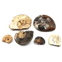 Ammonite, Nautilus & Goniatite Fossil Lot (6 pieces) #17038 68o