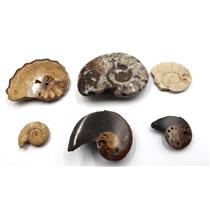 Ammonite, Nautilus & Goniatite Fossil Lot (6 pieces) #17042 52o